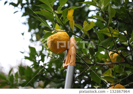 Yuzu harvesting 132867964