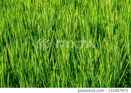 夏稻:水稻生長旺盛 夏稻:水稻生長旺盛 132867973