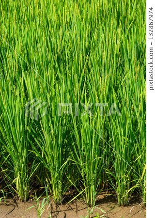 夏稻：水稻生長旺盛 132867974