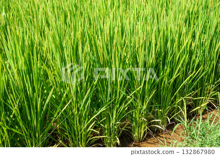 夏稻：水稻生長旺盛 132867980