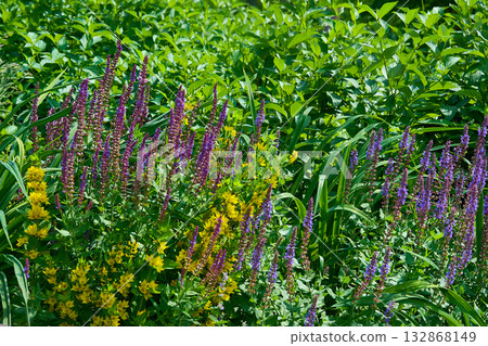 Medicinal herbs for health,body care,perfume 132868149