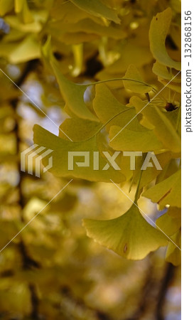 Shining ginkgo leaves Shining ginkgo leaves 132868156