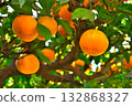 Mandarin on a tree 132868327