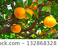 Mandarin on a tree 132868328