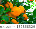 Mandarin on a tree 132868329