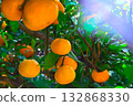 Mandarin on a tree 132868330