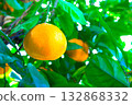Mandarin on a tree 132868332