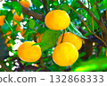 Mandarin on a tree 132868333