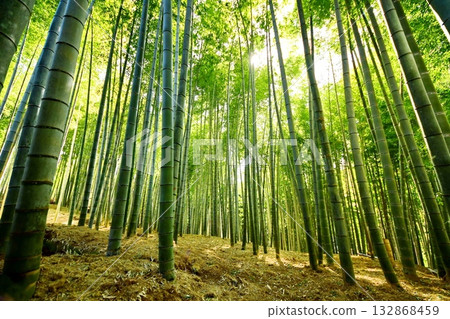 京都府，伏見稻荷大社，竹地下通道，深草藪之內町，伏見區，京都市，2022 年 2 月 132868459