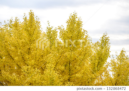 Ginkgo tree lined yellow autumn winter November image Ginkgo tree lined yellow autumn winter November image 132868472