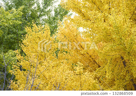 Ginkgo tree lined yellow autumn winter November image Ginkgo tree lined yellow autumn winter November image 132868509