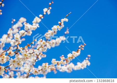 White plum in full bloom that shines in the blue sky White plum in full bloom that shines in the blue sky 132868618