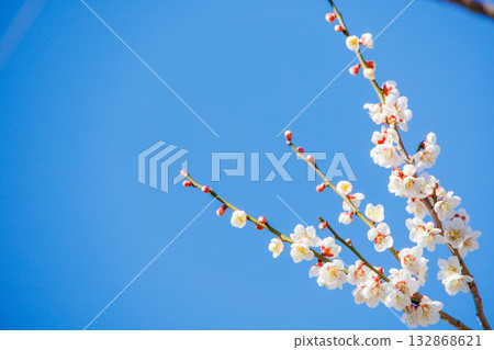 藍天白梅花特寫 藍天白梅花特寫 132868621