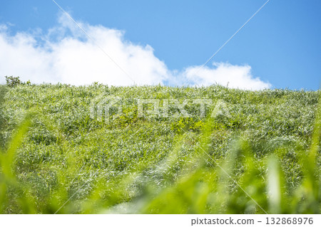 Summer grass and blue sky on the plateau (Oyama Kyoganari) 132868976