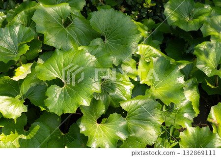 Ishige（雪松） 132869111