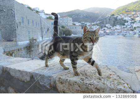 Cat on the island of Hydra, Greece Cat on the island of Hydra, Greece 132869308