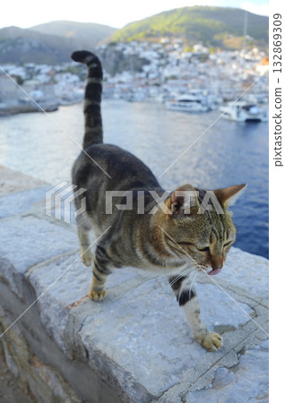 Cat on the island of Hydra, Greece Cat on the island of Hydra, Greece 132869309