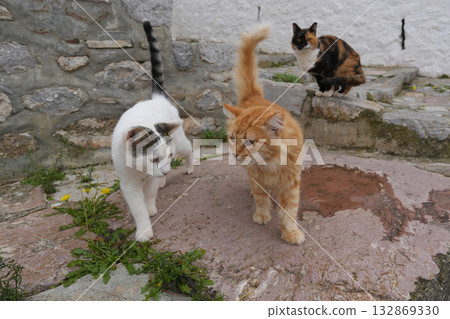 Cat on the island of Hydra, Greece 132869330