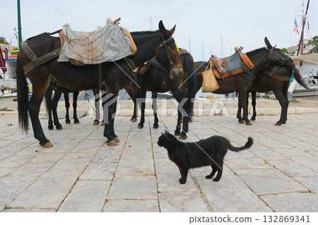 Cat on the island of Hydra, Greece Cat on the island of Hydra, Greece 132869341