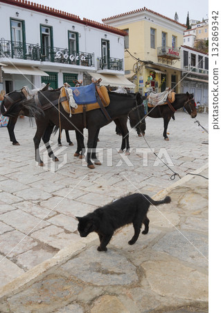 希臘伊茲拉島上的貓 132869342