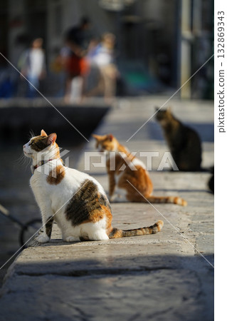 希臘伊茲拉島上的貓 132869343