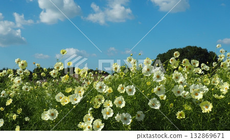 The white and pale yellow cosmis were very beautiful. 132869671