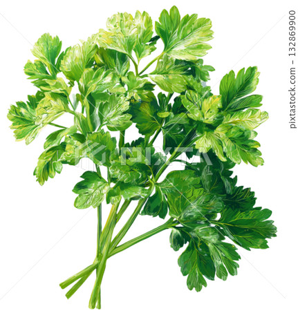 Celery Celery 132869900
