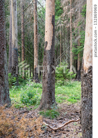 Pine forest dying after bark beetle attack, dried out dead adult spruce trees, ecosystem catastrophe. 132869969