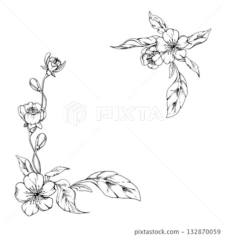Cherry sakura white flower and bud on stems, hand drawn vector ink, apple blossom early spring wildflower botanical illustration. Isolated corner frame, for wedding, florist shop, scrapbooking 132870059