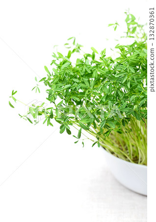 Puy lentil sprouts, French green lentil shoots, microgreens in a white bowl, on linen. Young plants and seedlings of Le Puy lentils, Lens esculenta puyensis, used as garnish and leaf vegetable. Photo 132870361