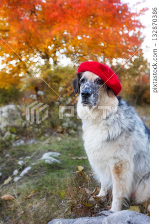 Big dog in bright red beret in autumn park Big dog in bright red beret in autumn park 132870386