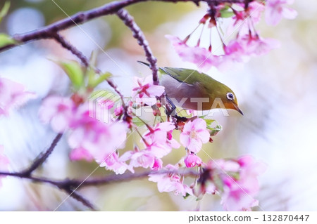 Kawazu cherry tree and cute medi 132870447