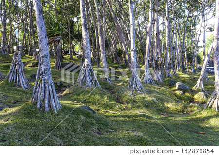 Cap mechant coastline, La Reunion island, france 132870854