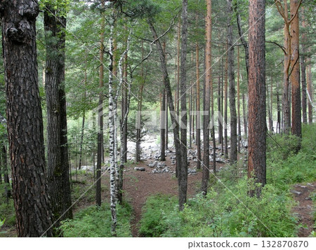 In the foreground there are many coniferous trees and birches, in the background there is running water. 132870870