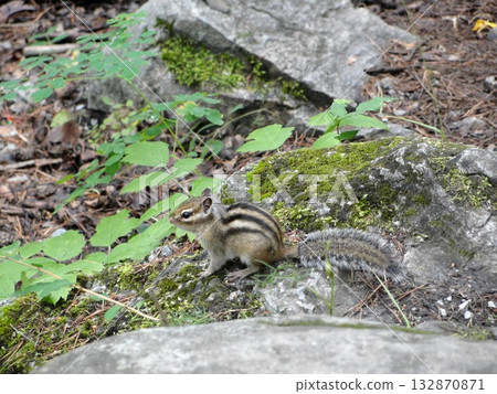 A turbulent of clear water from the high mountains continues its movement over the rocks like a mountain stream. A turbulent of clear water from the high mountains continues its movement over the rocks like a mountain stream. 132870871