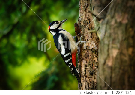 Great Spotted Woodpecker (Dendrocopos major) Great Spotted Woodpecker (Dendrocopos major) 132871134