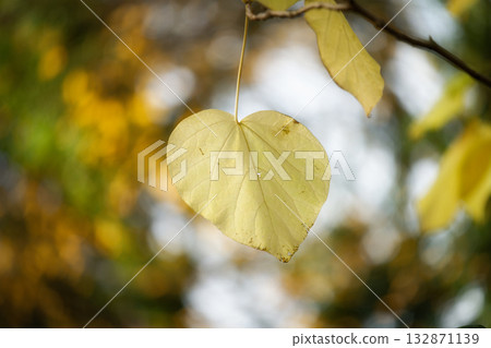 Single, luminous golden yellow, heart-shaped leaf (Catalpa/Trumpet tree) Single, luminous golden yellow, heart-shaped leaf (Catalpa/Trumpet tree) 132871139