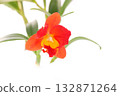 Cattleya vermilion flower Burana Angel light background 132871264