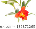Cattleya vermilion flower Burana Angel light background 132871265