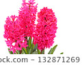 Hyacinth pink flowers light background 132871269