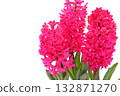 Hyacinth pink flowers light background 132871270
