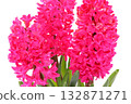 Hyacinth pink flowers light background 132871271
