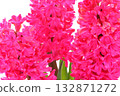 Hyacinth pink flowers light background 132871272