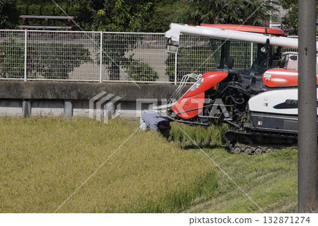 水稻雙季種植的復興 132871274