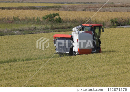 水稻雙季種植的復興 132871276