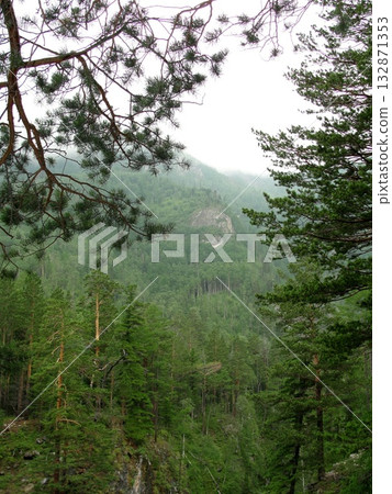 a dense coniferous forest on a mountainside. a dense coniferous forest on a mountainside. 132871353