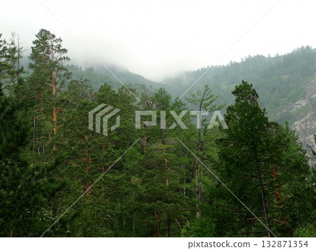 a dense coniferous forest on a mountainside 132871354