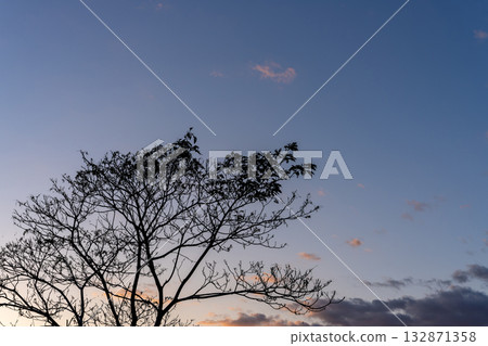 一棵樹被夕陽染紅 一棵樹被夕陽染紅 132871358