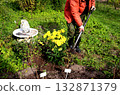 A gardener uses a shovel to level the soil near a bush of yellow chrysanthemums 132871379