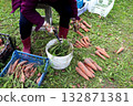 A woman holding scissors, sorting carrots with cut tops into a pile 132871381